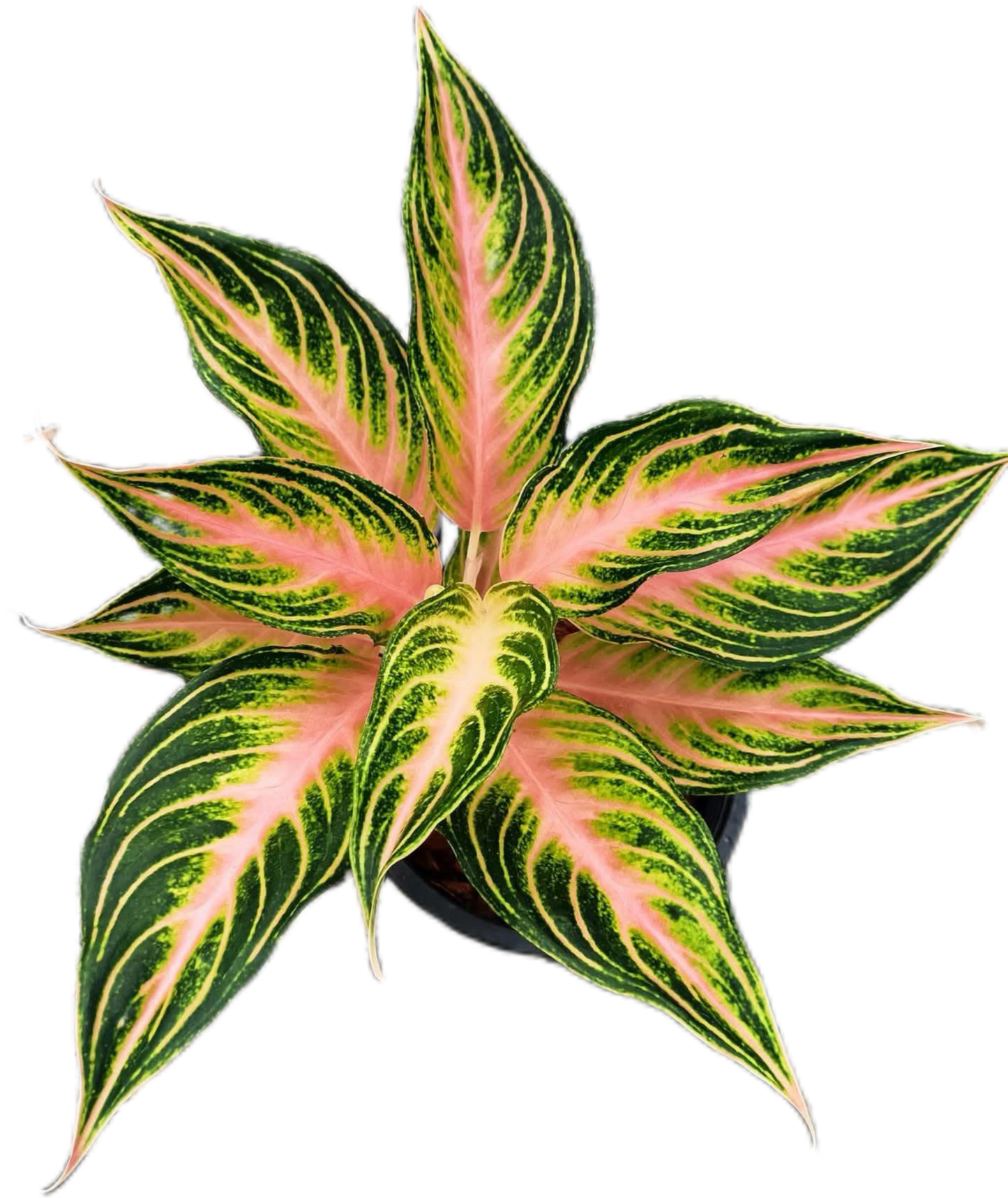 Aglaonema “Pink Panama” Wholesale Set of 10 Plants