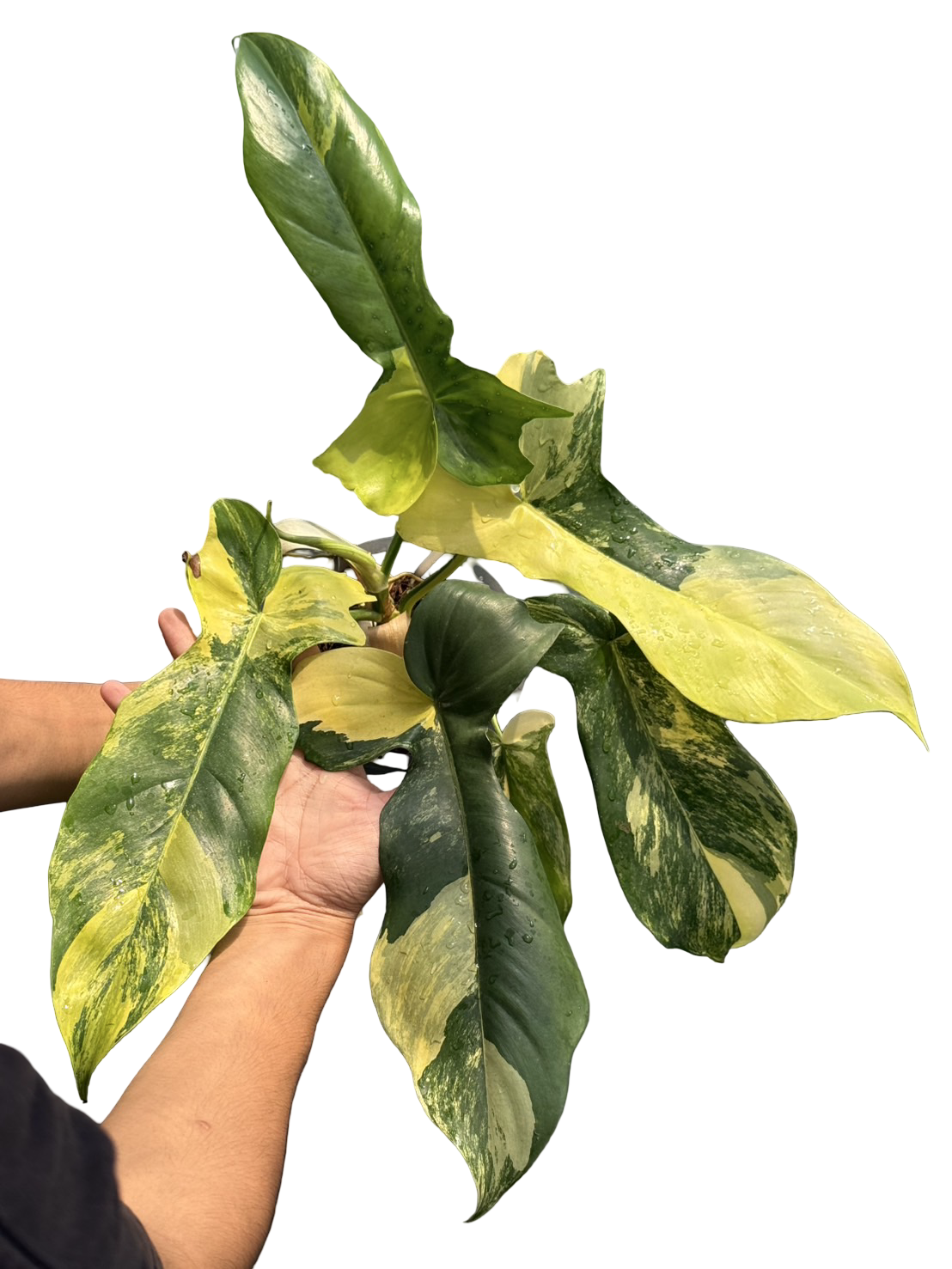 Philodendron Florida Beauty x Bobcee Variegated