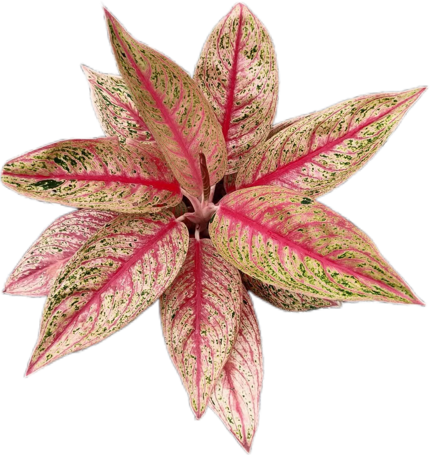 Aglaonema “Legacy Red” Wholesale Set of 10 Plants