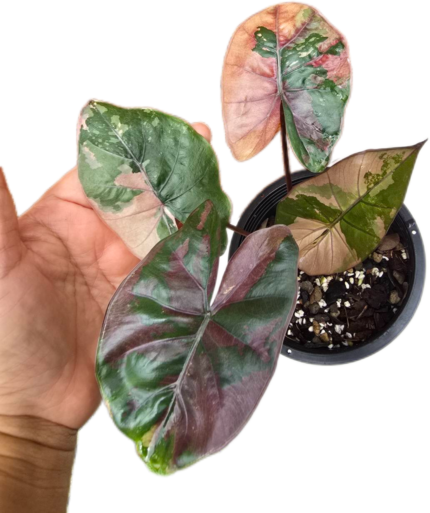 Alocasia Yucatan Princess Pink Variegated