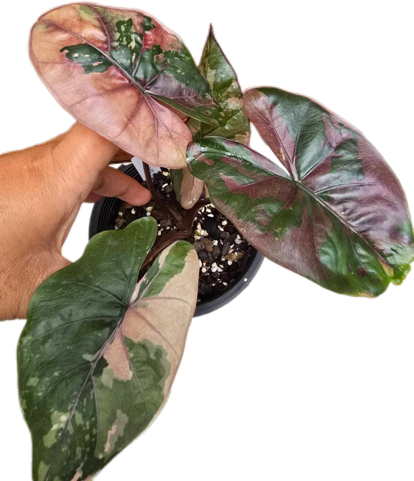 Alocasia Yucatan Princess Pink Variegated