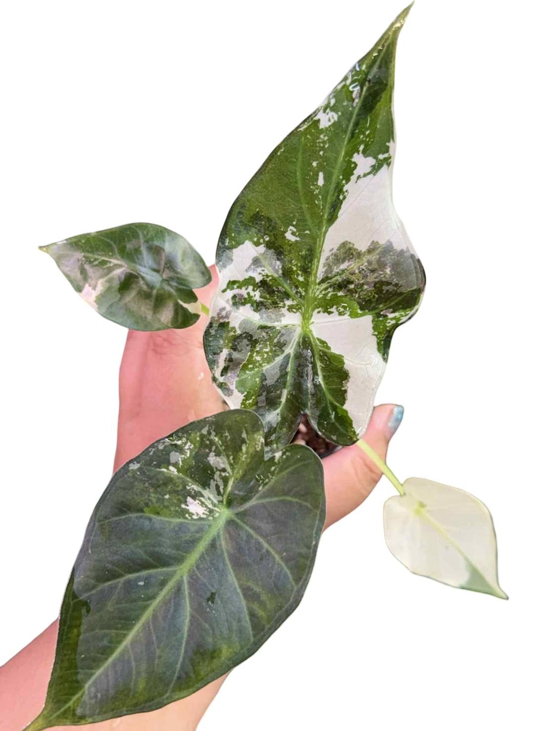 2 Alocasia regal shield Albo コーム Buy Alocasia Regal Shield “Albo” Variegat… | Thailand Export