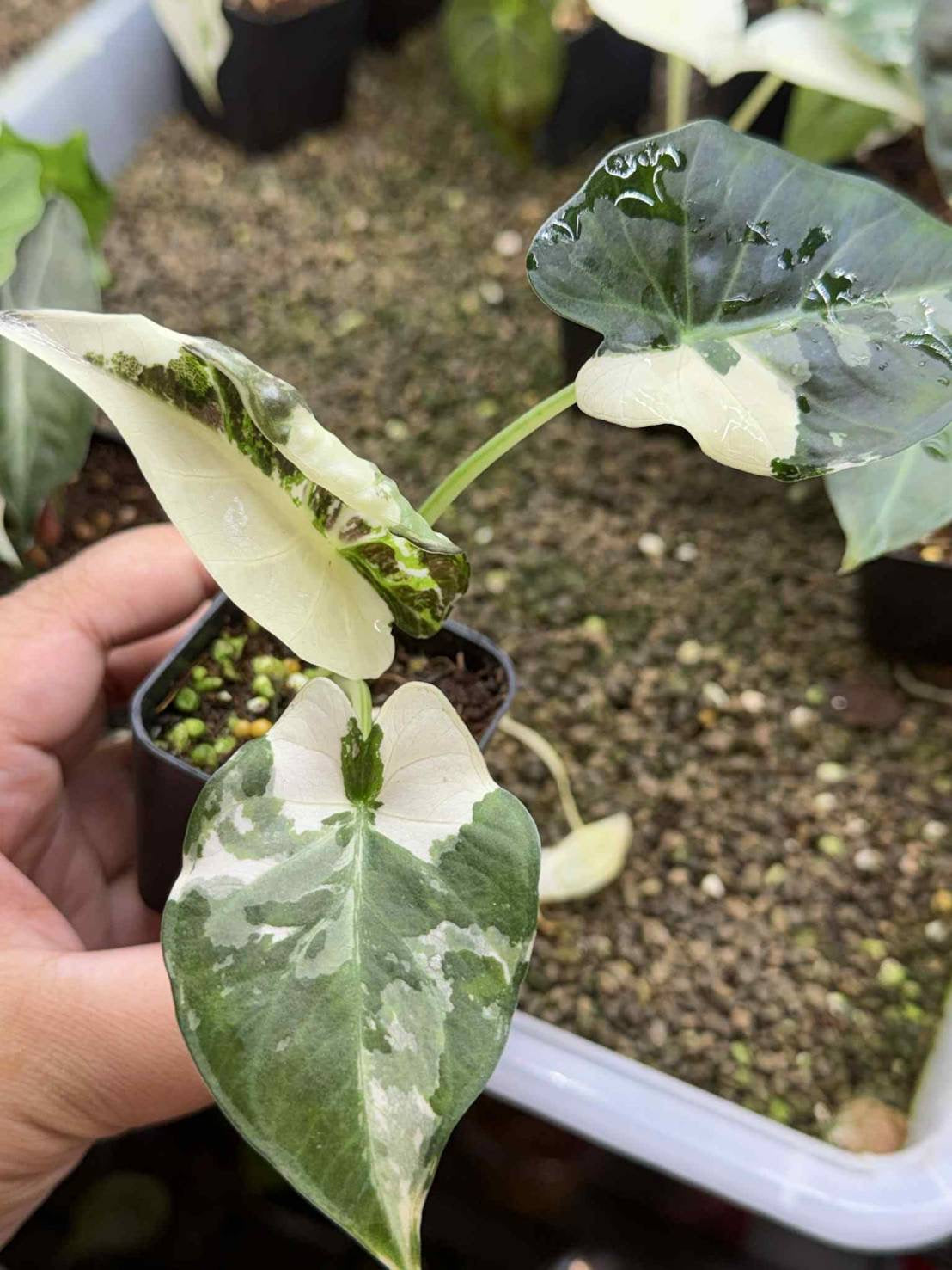 Alocasia Regal Shield “Albo” Variegated
