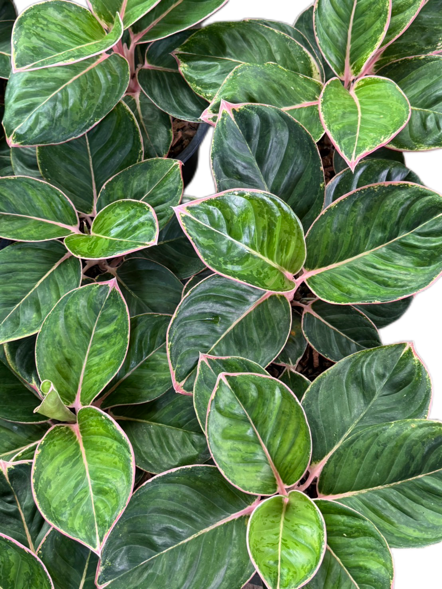 Aglaonema “Tiger Wood” – Wholesale Set of 5 Plants