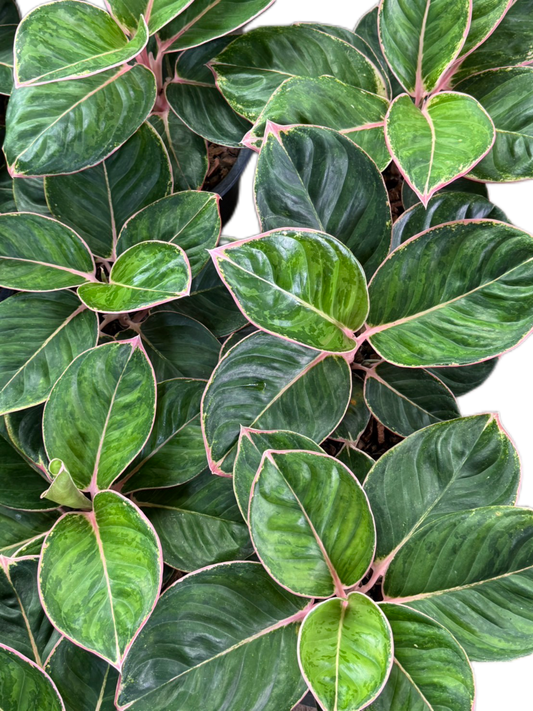Aglaonema “Tiger Wood” – Wholesale Set of 5 Plants