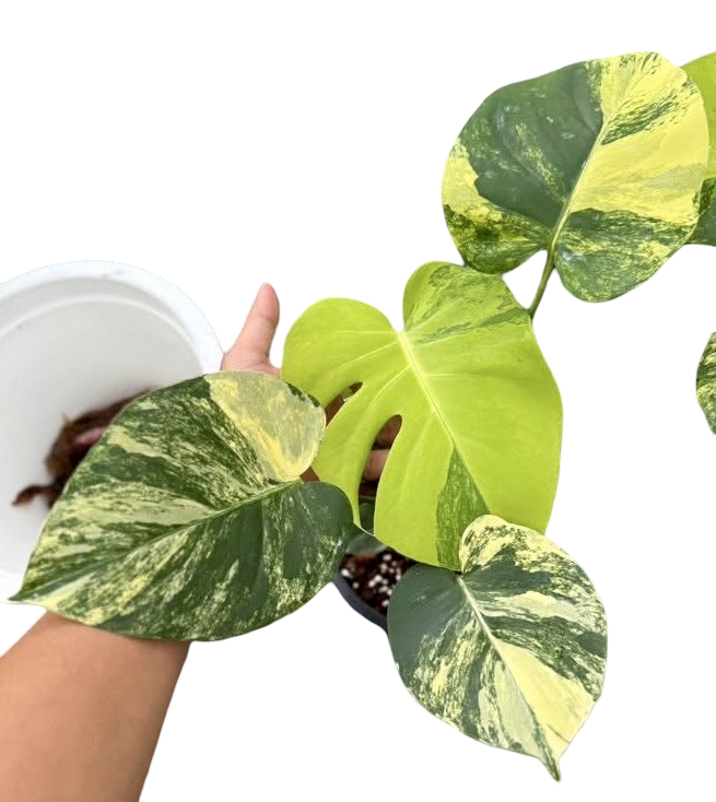 Buy Monstera Deliciosa “Pom Pom” | Thailand Export – FloristaPearl