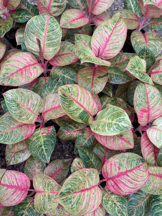 Aglaonema “Hughes” – Wholesale Set of 10 Plants