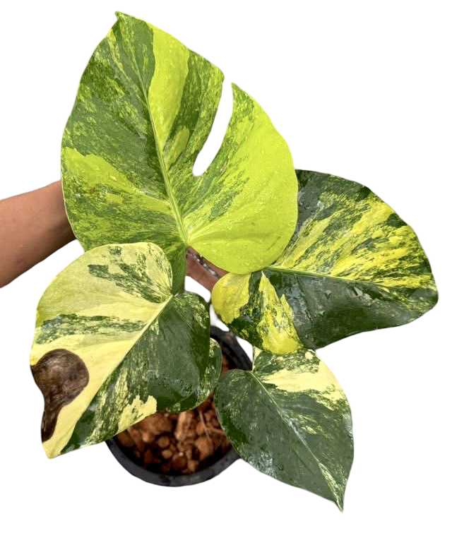 Monstera Deliciosa “Pom Pom”