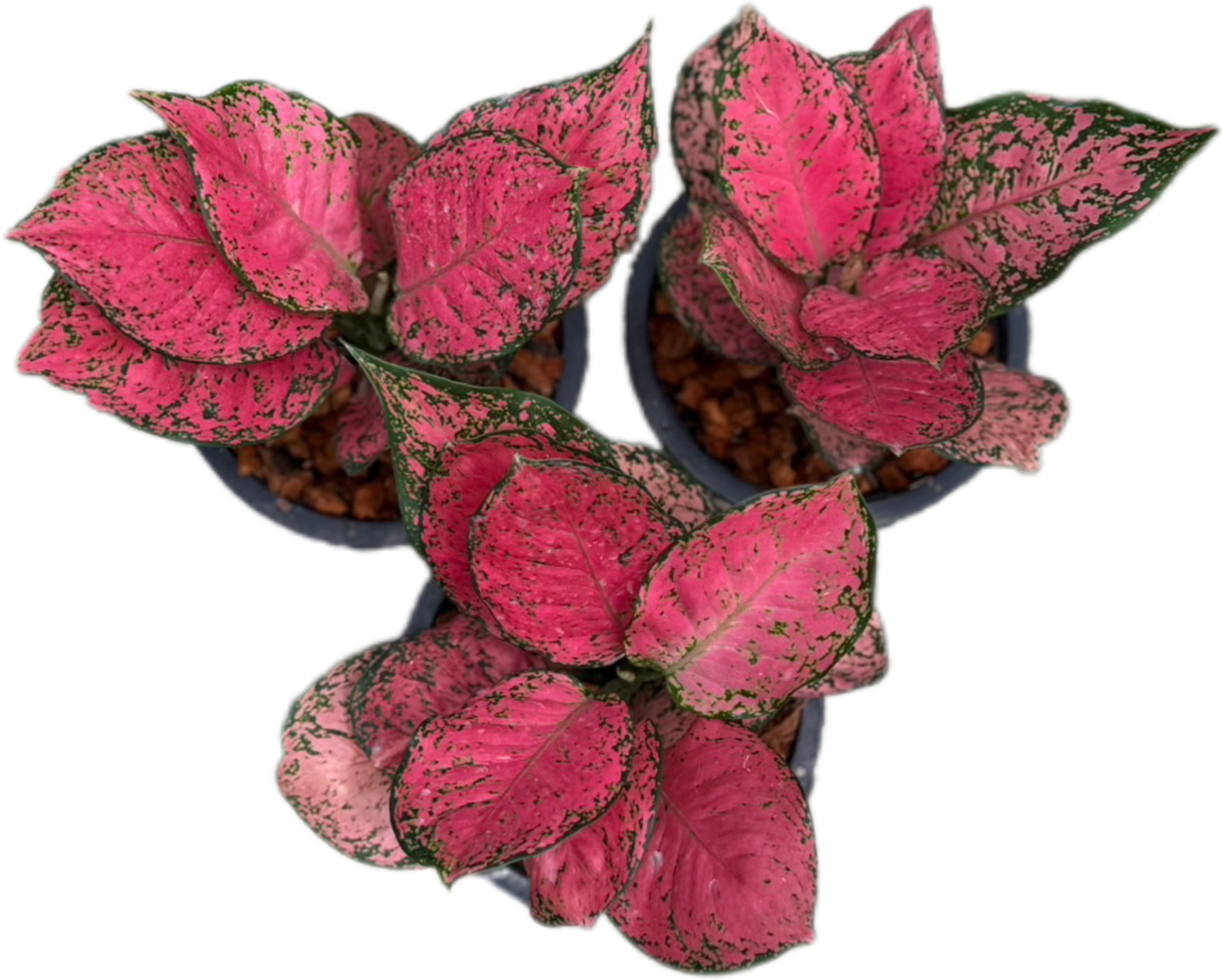 Aglaonema “Sexy Ruby” – Wholesale Set of 10 Plants