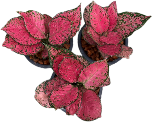 Aglaonema “Sexy Ruby” – Wholesale Set of 10 Plants