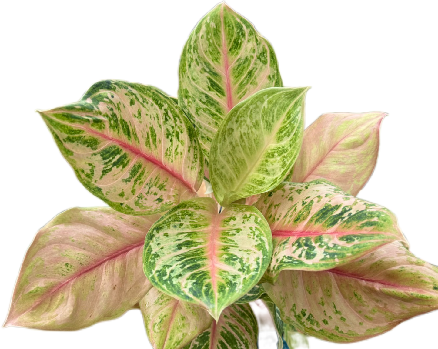 Aglaonema “Tiger” – Wholesale Set of 10 Plants