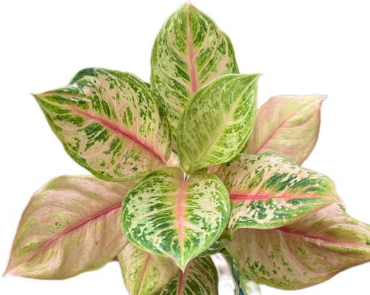 Aglaonema “Tiger” – Wholesale Set of 10 Plants
