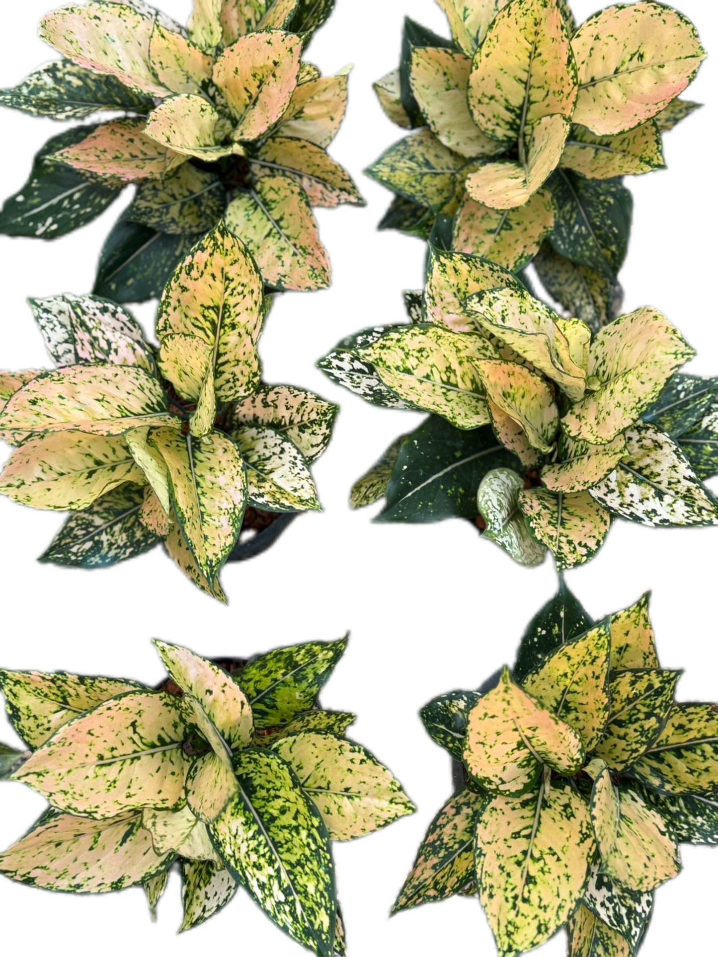 Aglaonema “Yellow Kum-Khun” – Wholesale Set of 10 Plants