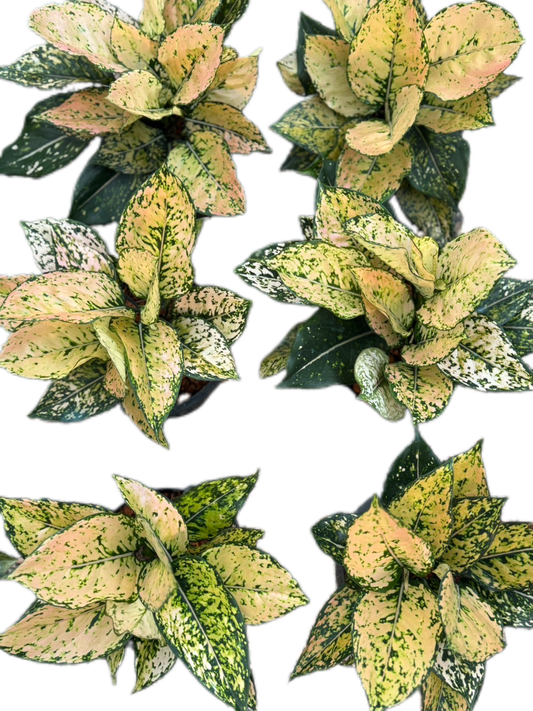 Aglaonema “Yellow Kum-Khun” – Wholesale Set of 10 Plants