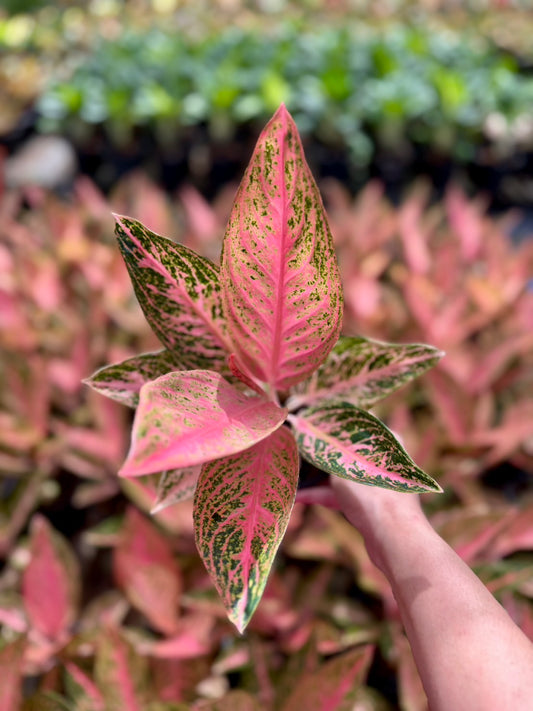 Aglaonema “Pink Tamara” – Wholesale Set of 10 Plants