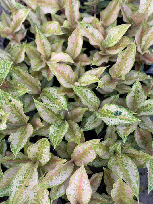 Aglaonema “Golden Prakaiphet” – Wholesale Set of 10 Plants