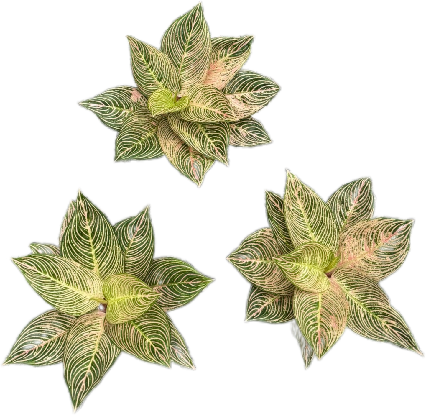 Aglaonema “Golden Hope”