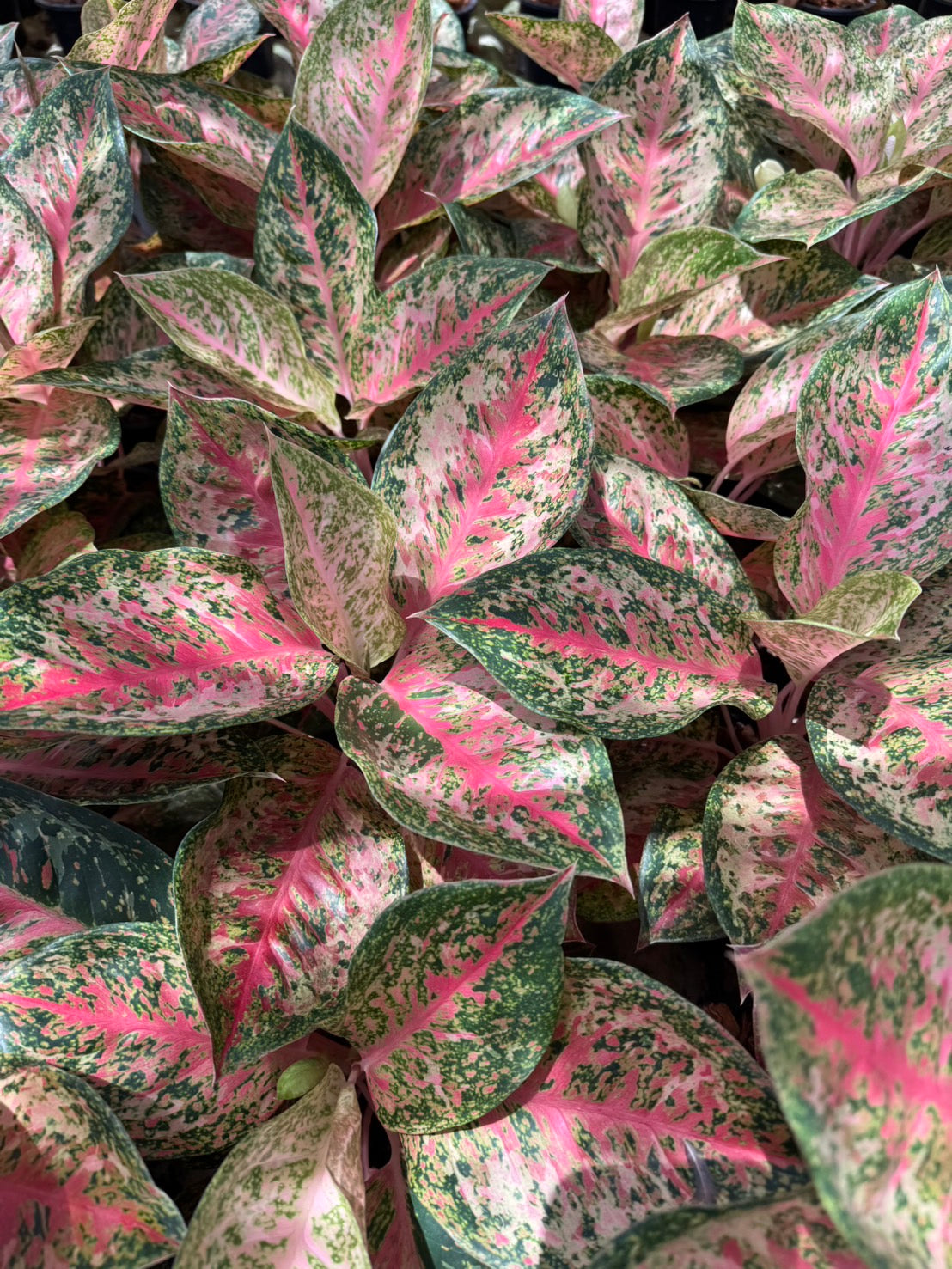 Aglaonema “9 Karat” – Set of 10 Plants