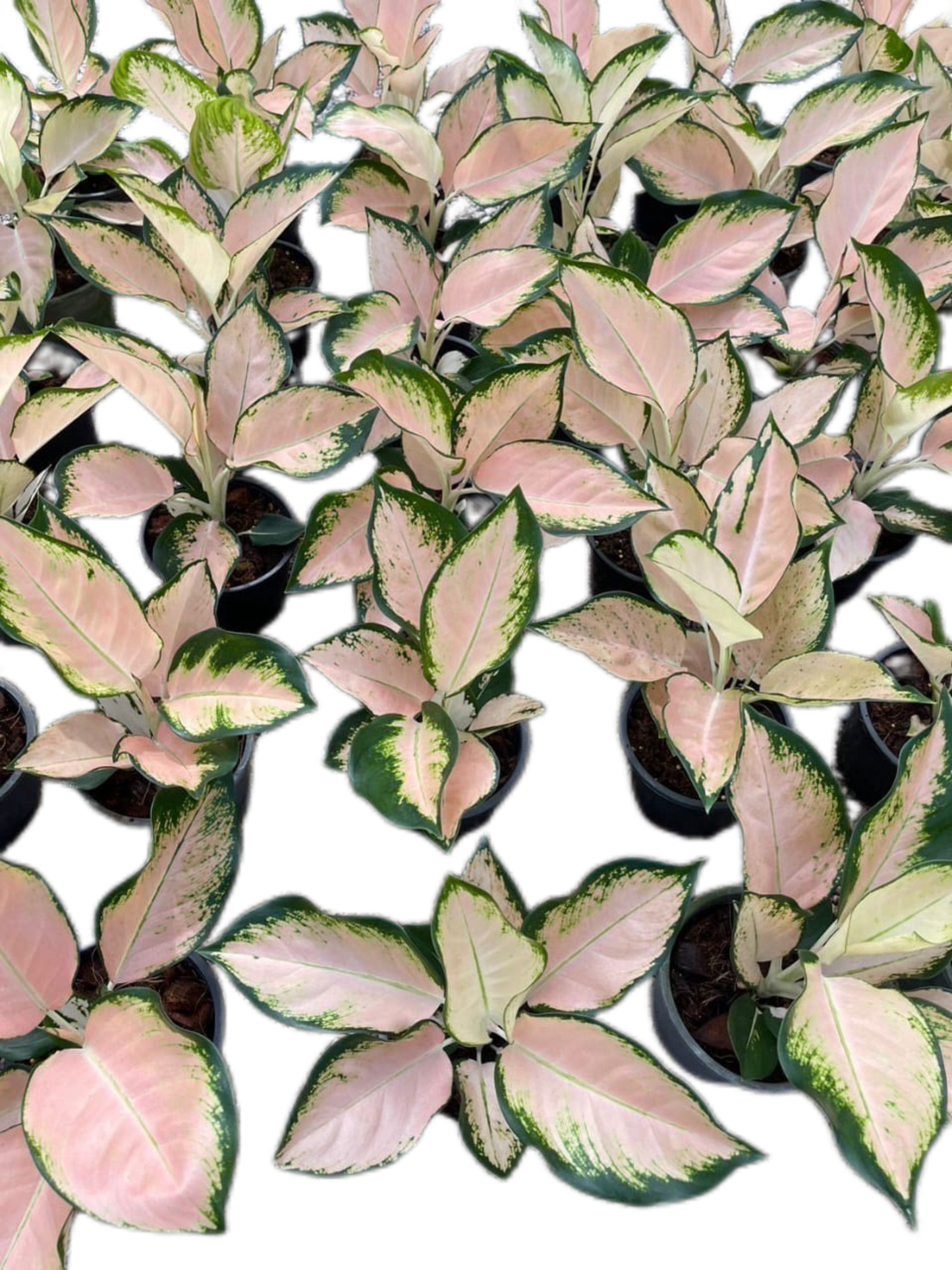 Aglaonema “Peach Cochin” – Set of 5 Plants