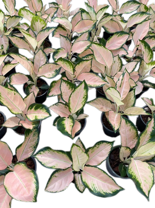Aglaonema “Peach Cochin” – Set of 5 Plants