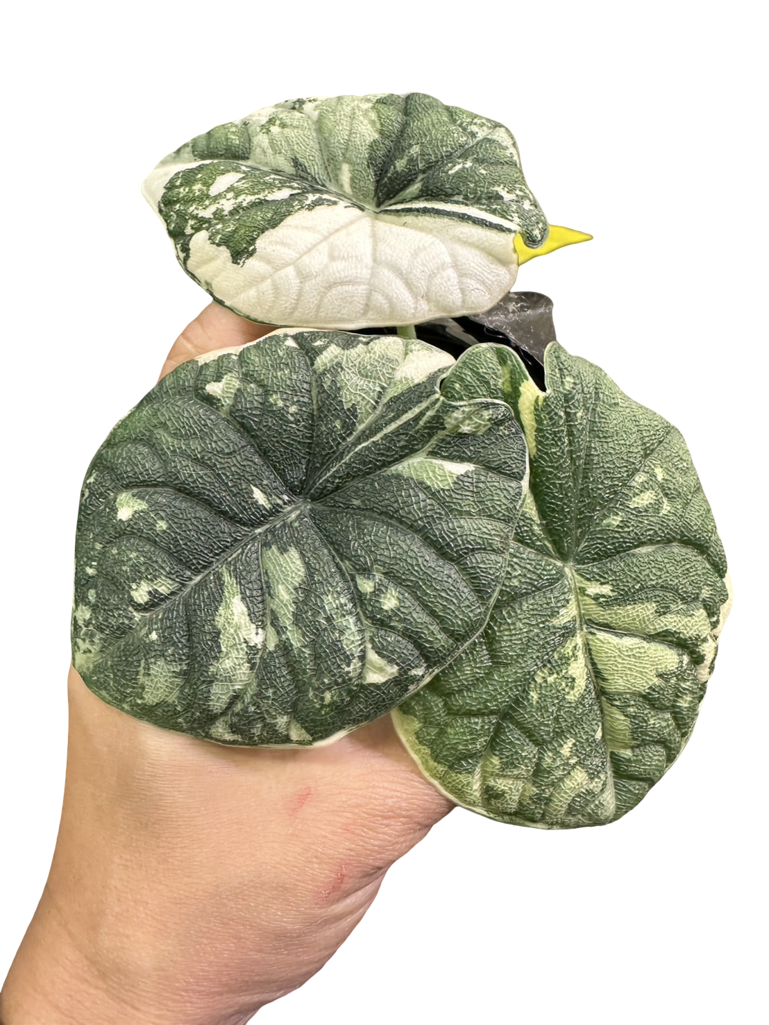 YO258 Alocasia Melo Albo Variegated アロカシア メロ アルボ 斑入り