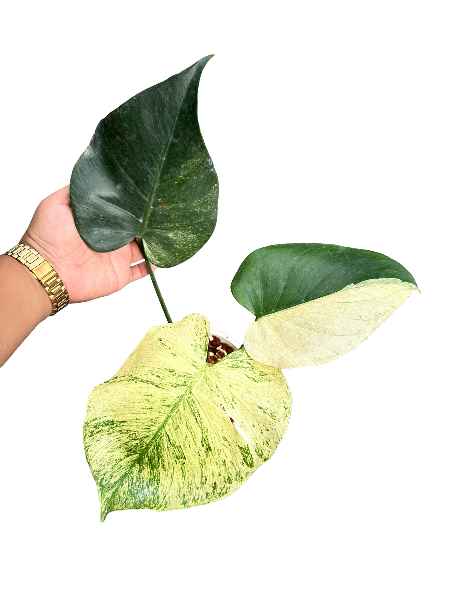 Monstera Deliciosa “Mint NOID” Actual Plant