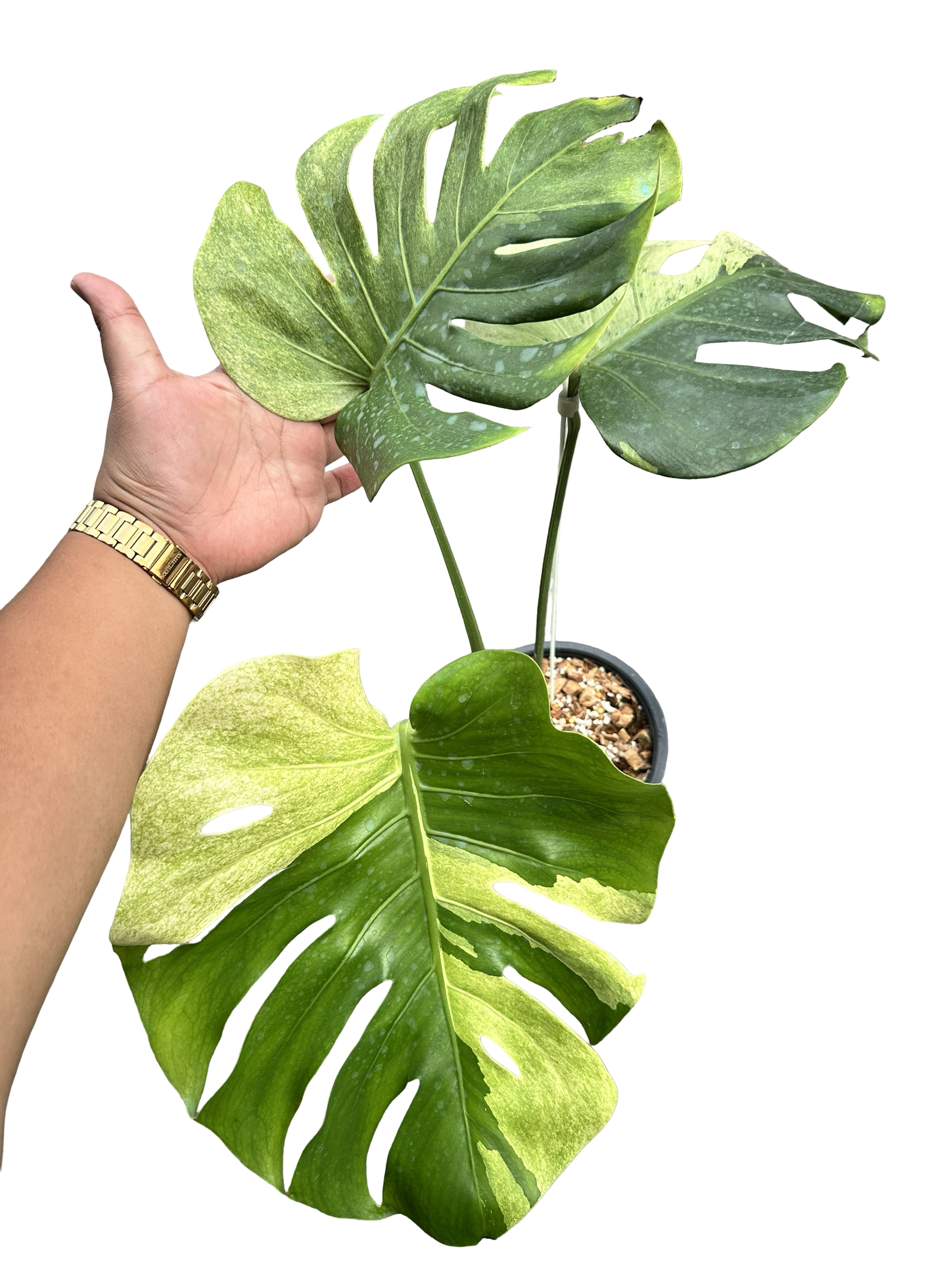 Monstera Deliciosa “Orange Rusty” – Actual Plant – FloristaPearl