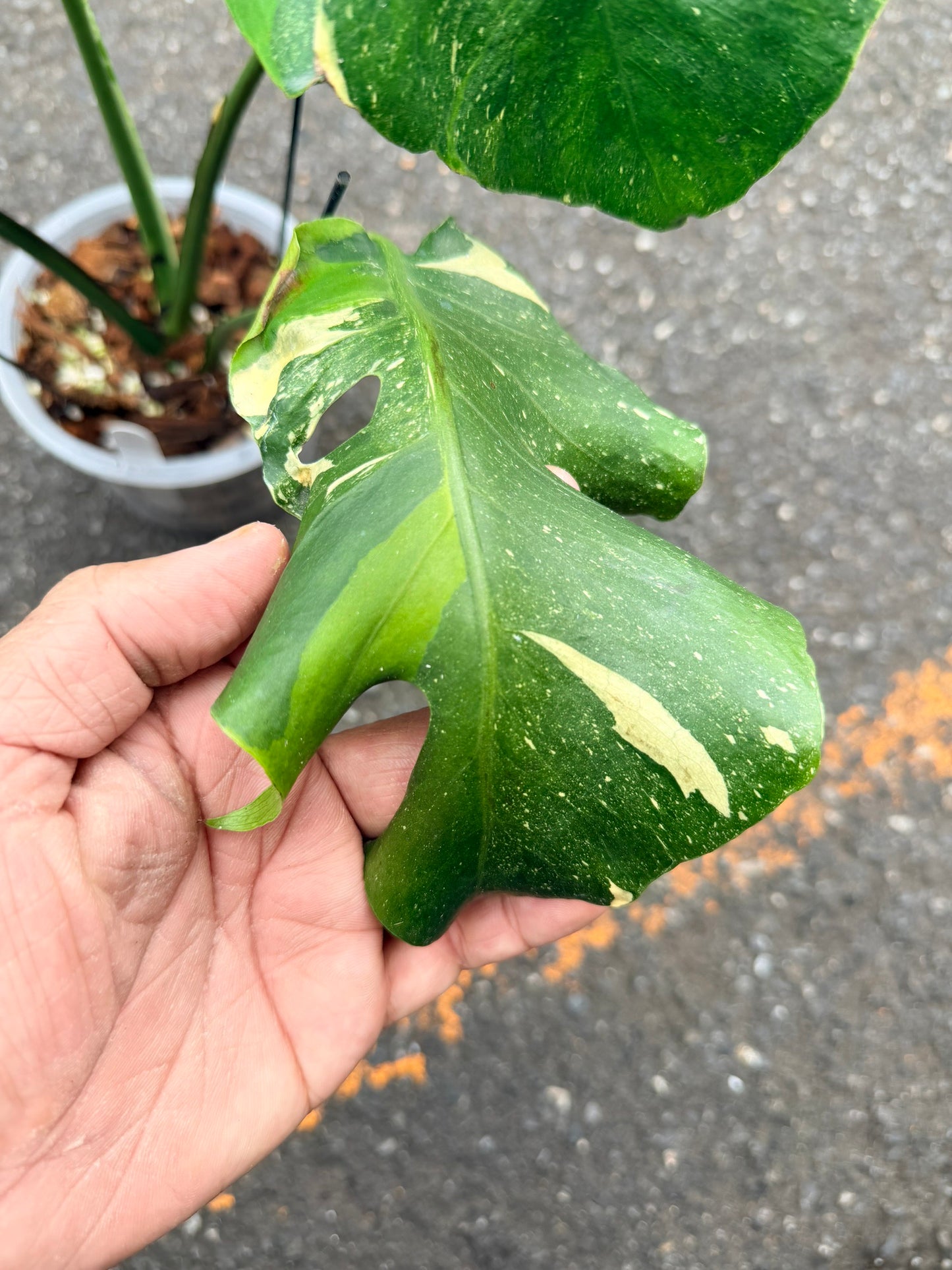Monstera Deliciosa “NOID” Actual Plant