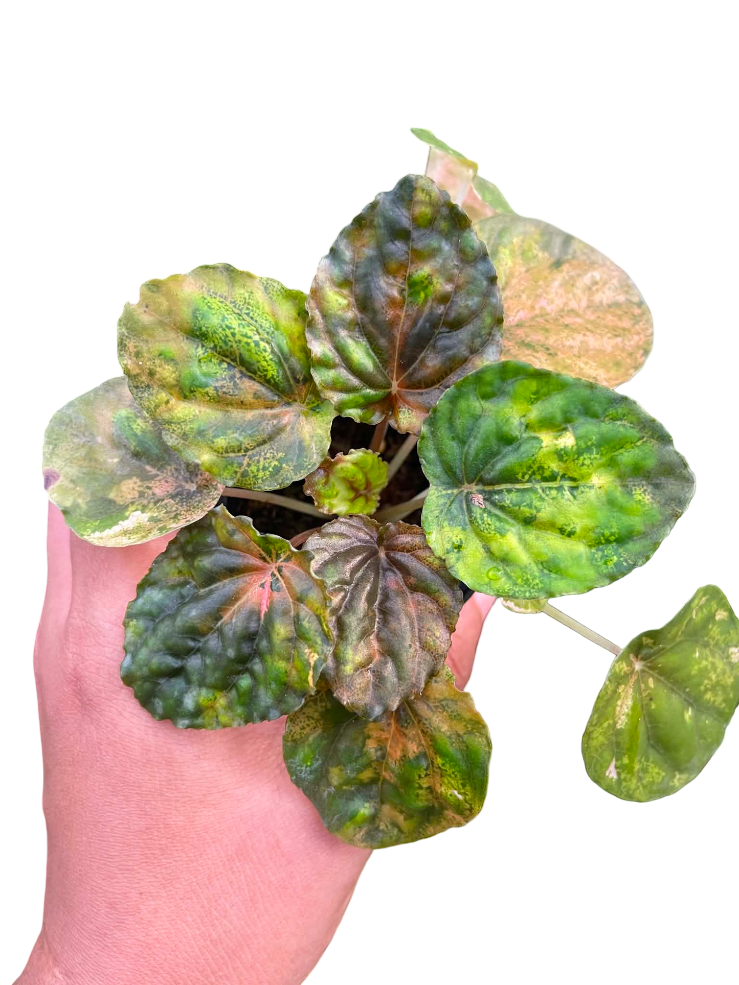 Peperomia Variegated “Pink Lady” | Rare Collector Plant | Set of 5 Plants