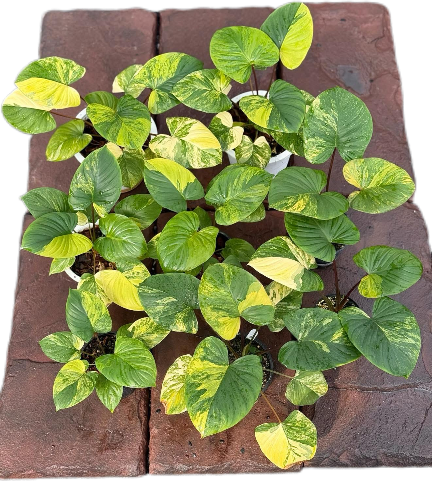 Homalomena Rubescens Aurea Variegated