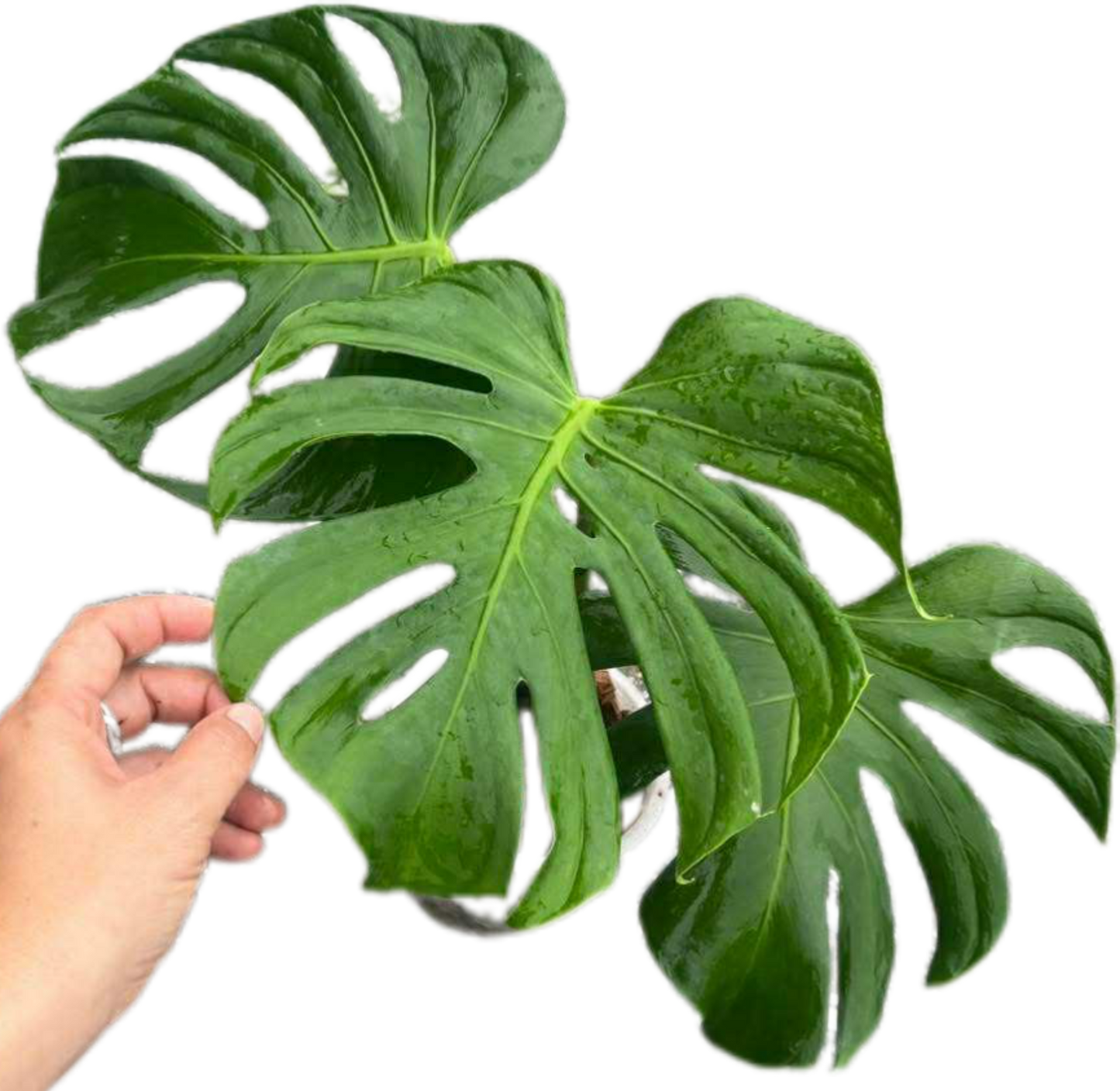 Monstera deliciosa “Tattoo” – Rare Collector’s Plant