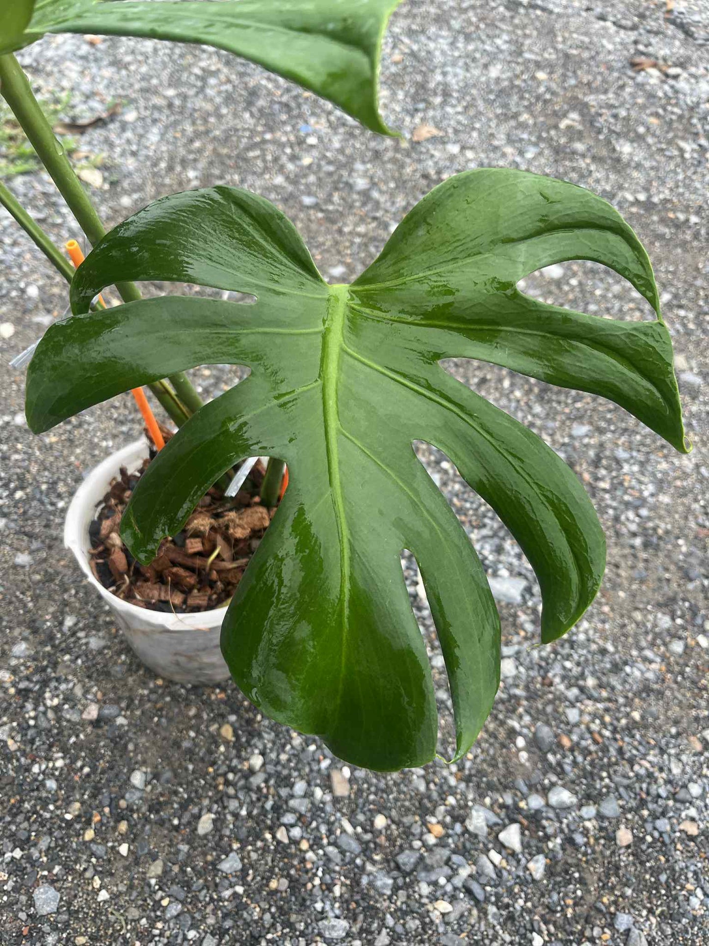 Monstera deliciosa “Tattoo” – Rare Collector’s Plant
