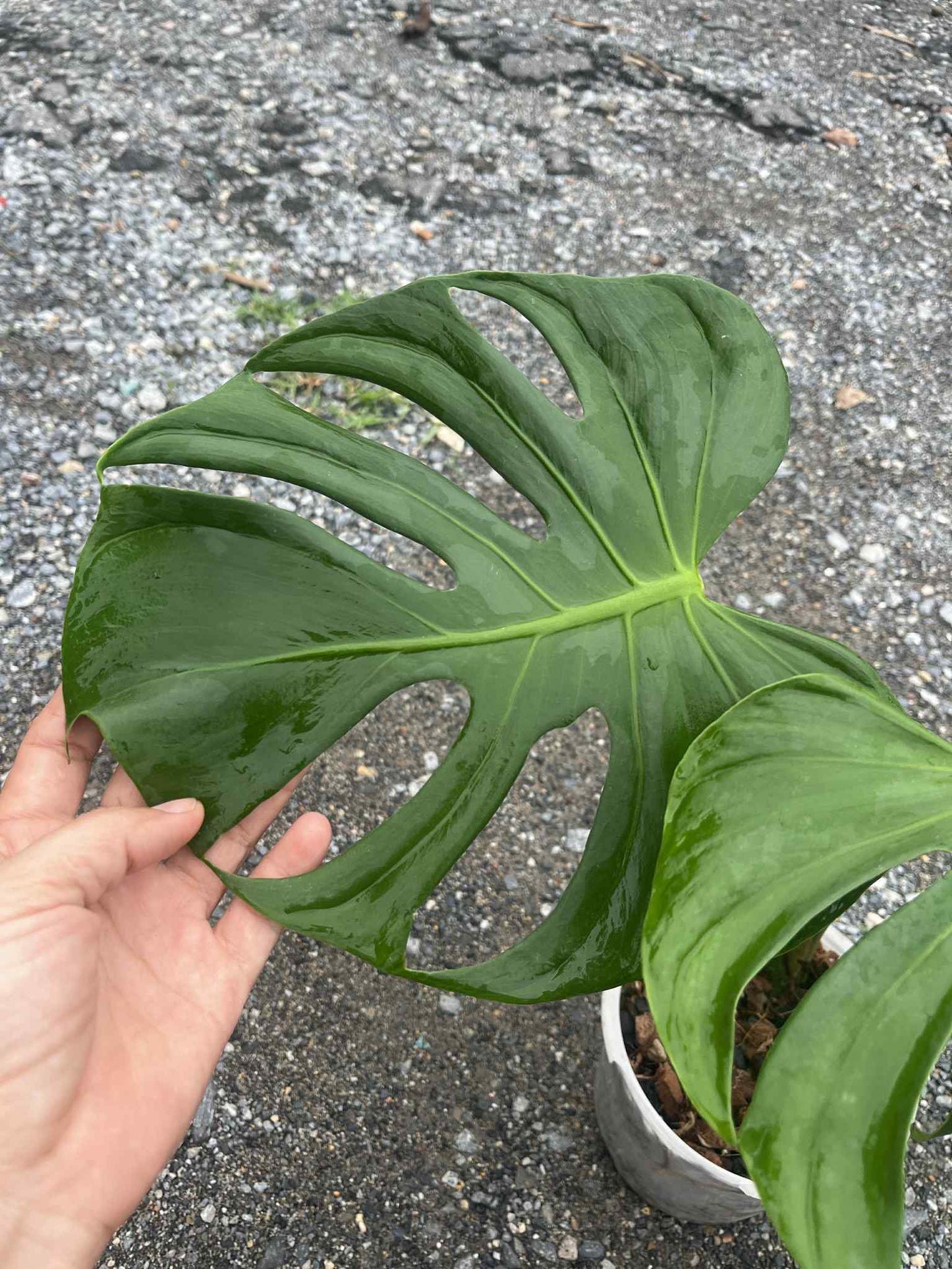 Monstera deliciosa “Tattoo” – Rare Collector’s Plant