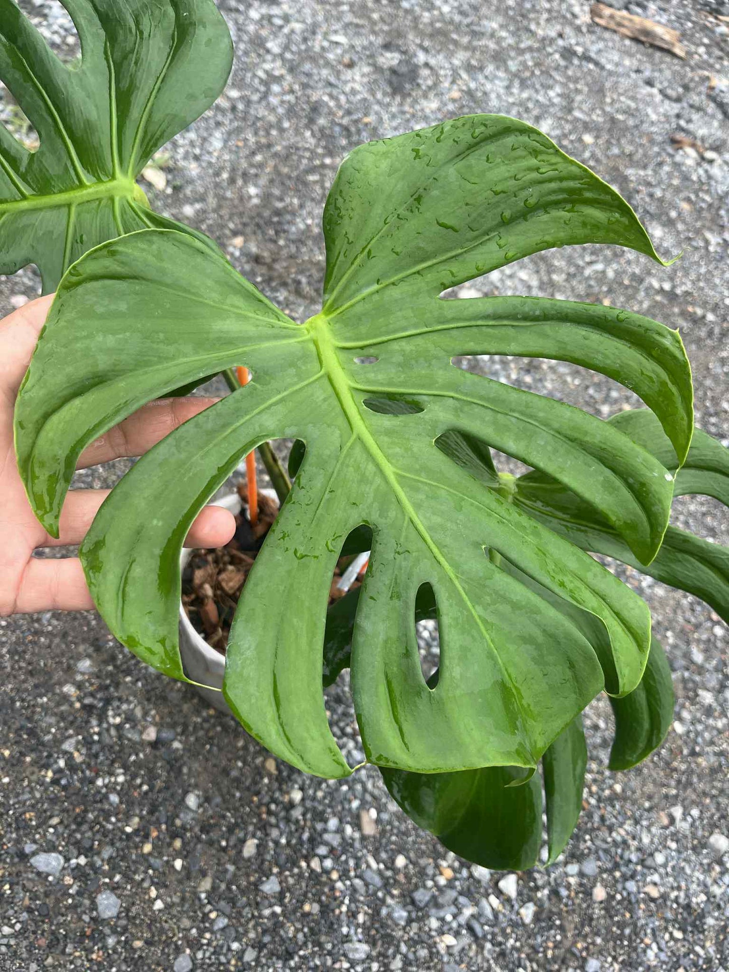 Monstera deliciosa “Tattoo” – Rare Collector’s Plant