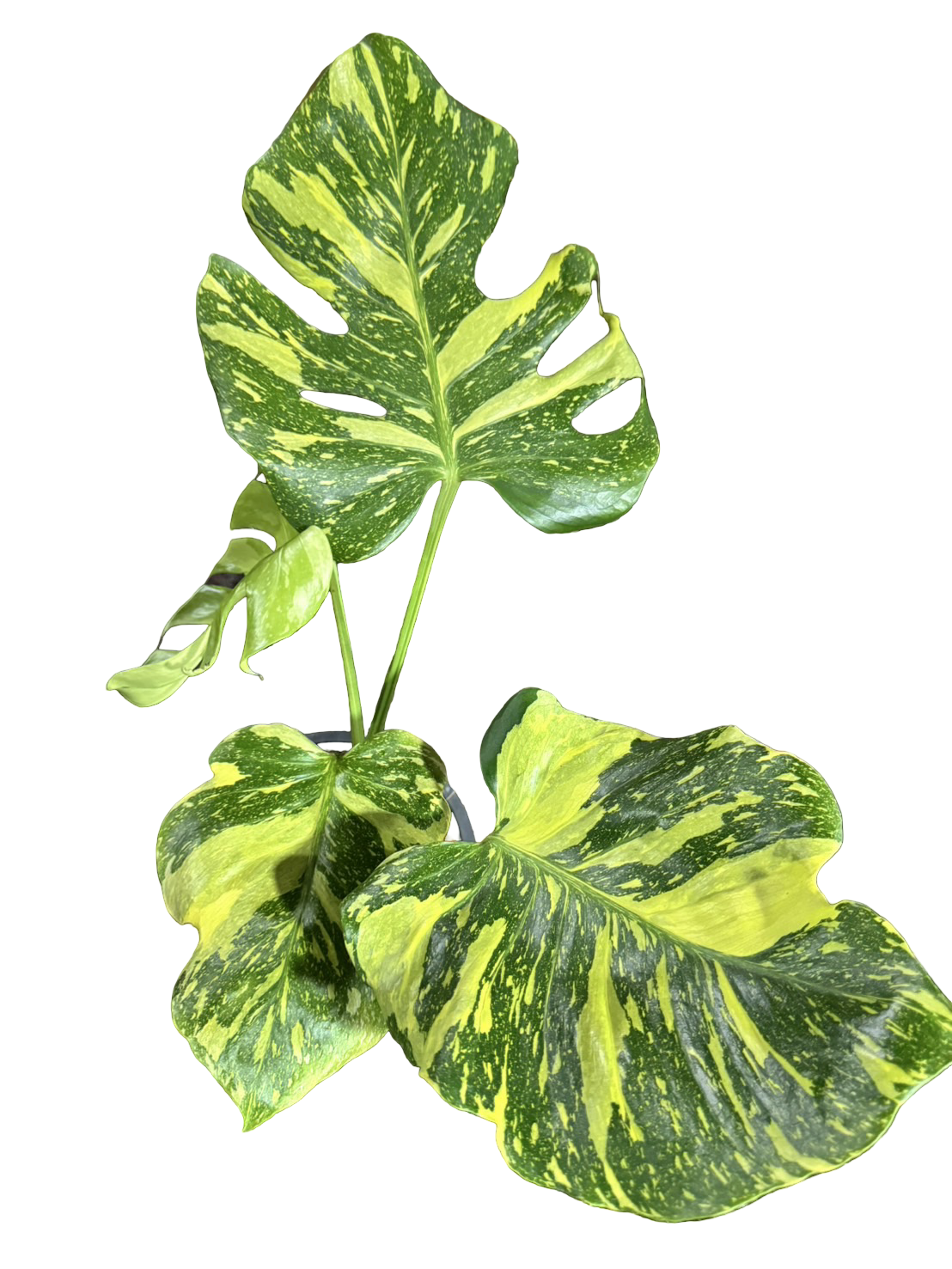 Buy Alocasia “Low Rider” Albo Variegated … | Thailand Export