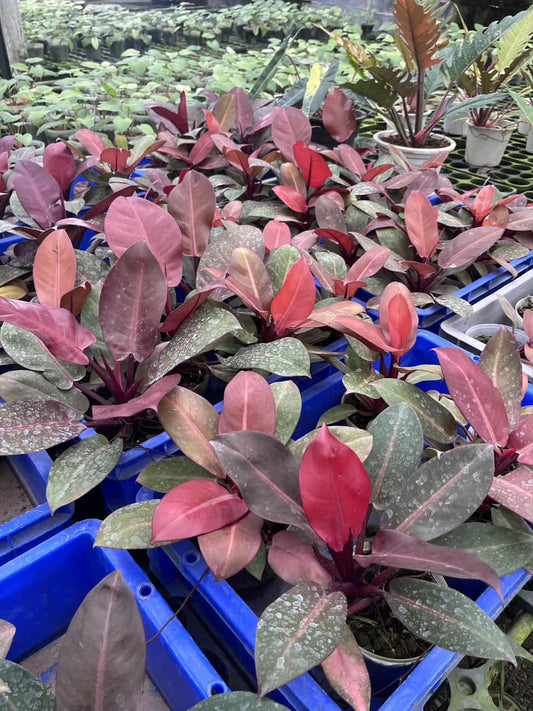 Philodendron Black Cardinal “Top Red” – Wholesale Set of 10 Plants