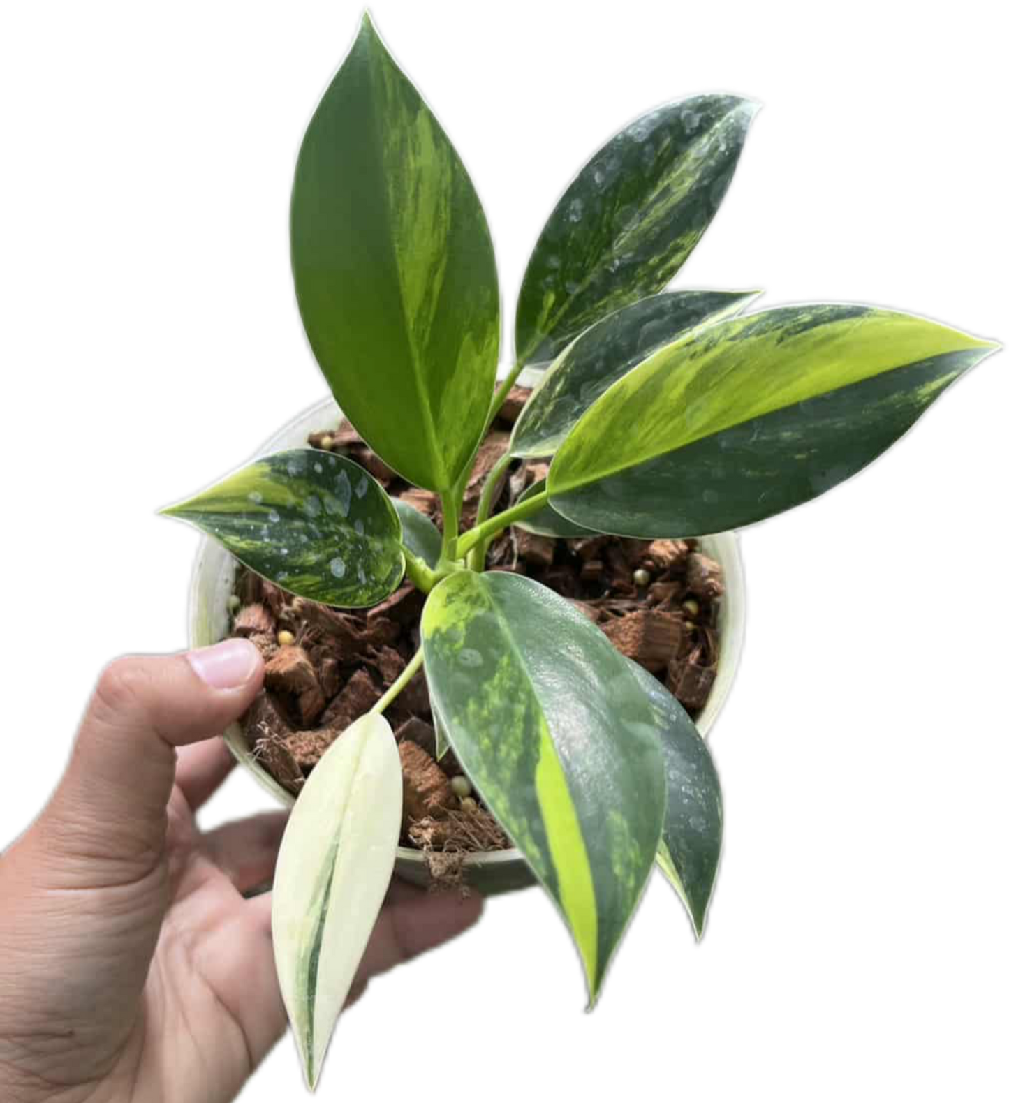 Philodendron ‘Green Princess’ Variegated Wholesale Set of 3 Plants