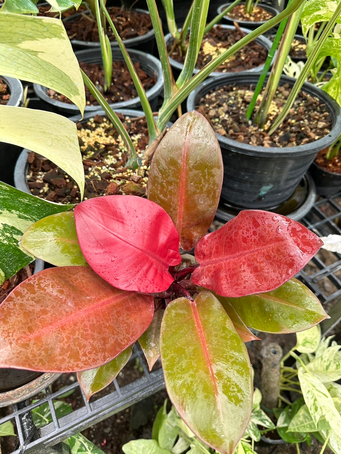 Philodendron Black Cardinal “Top Red” – Wholesale Set of 10 Plants