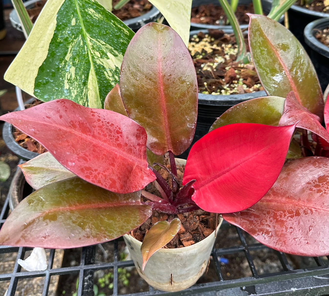 Philodendron Black Cardinal “Top Red” – Wholesale Set of 10 Plants