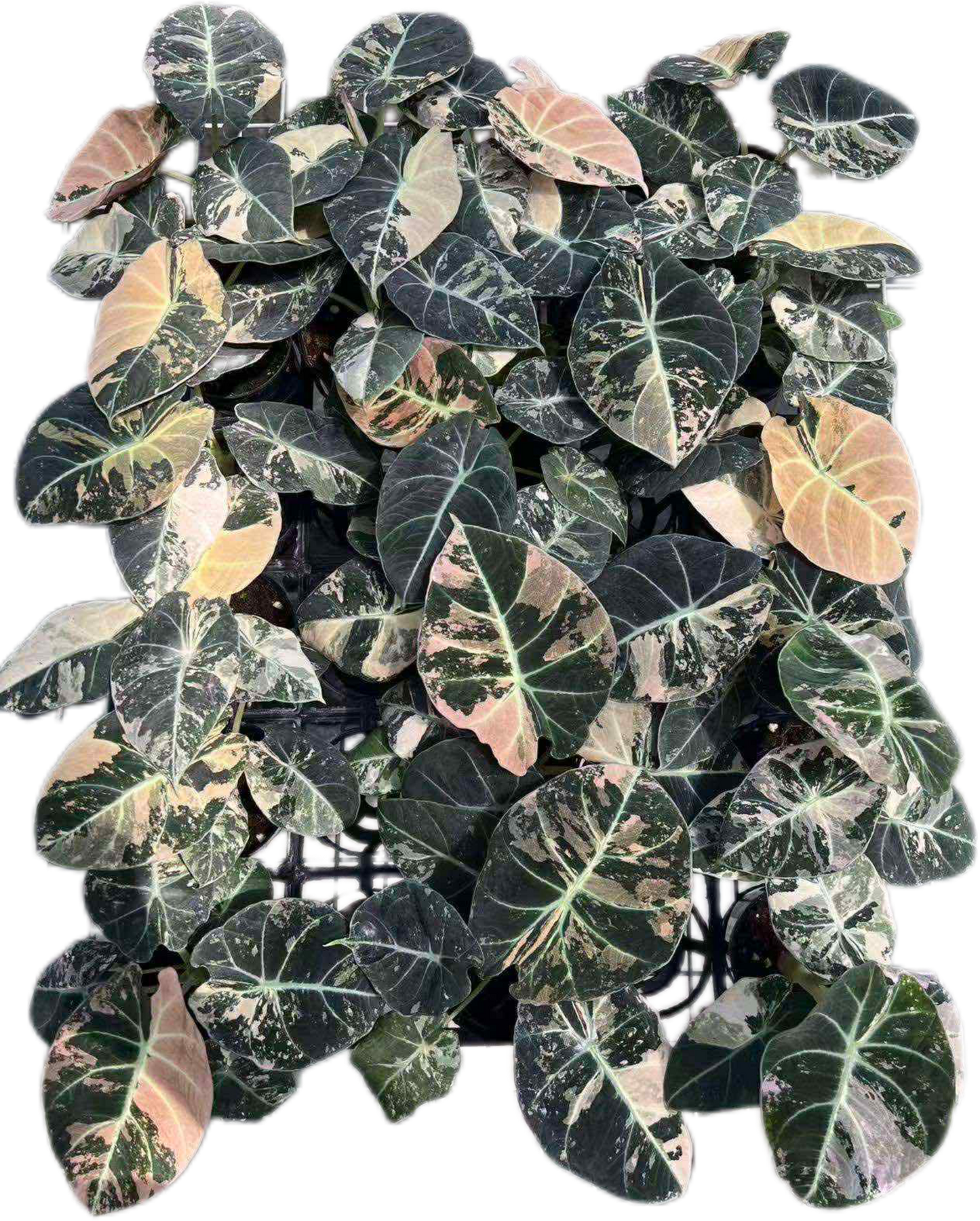 Alocasia Black Velvet Pink Variegated Set of 5 Plants (Big)