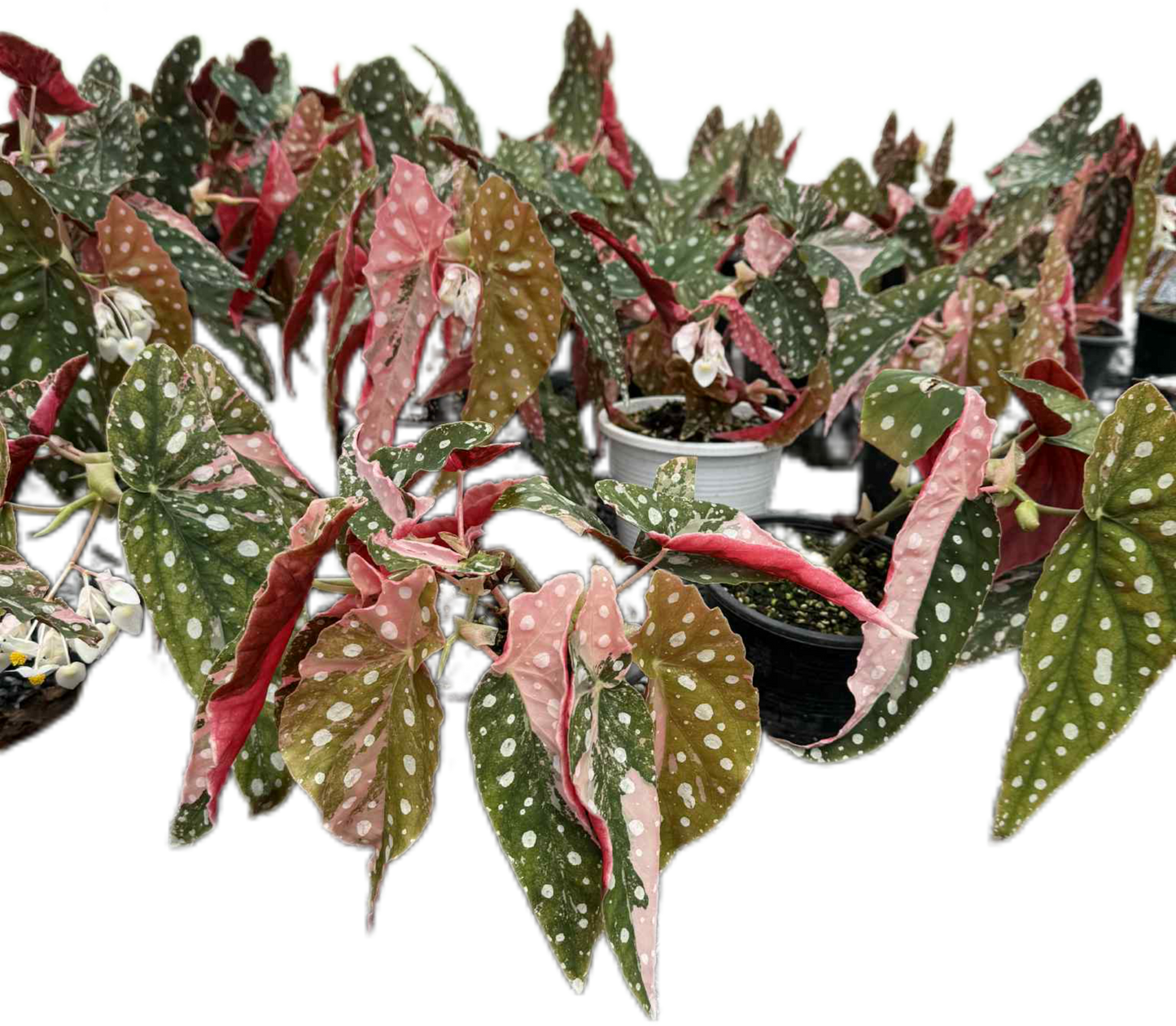 Begonia Maculata Pink Variegated