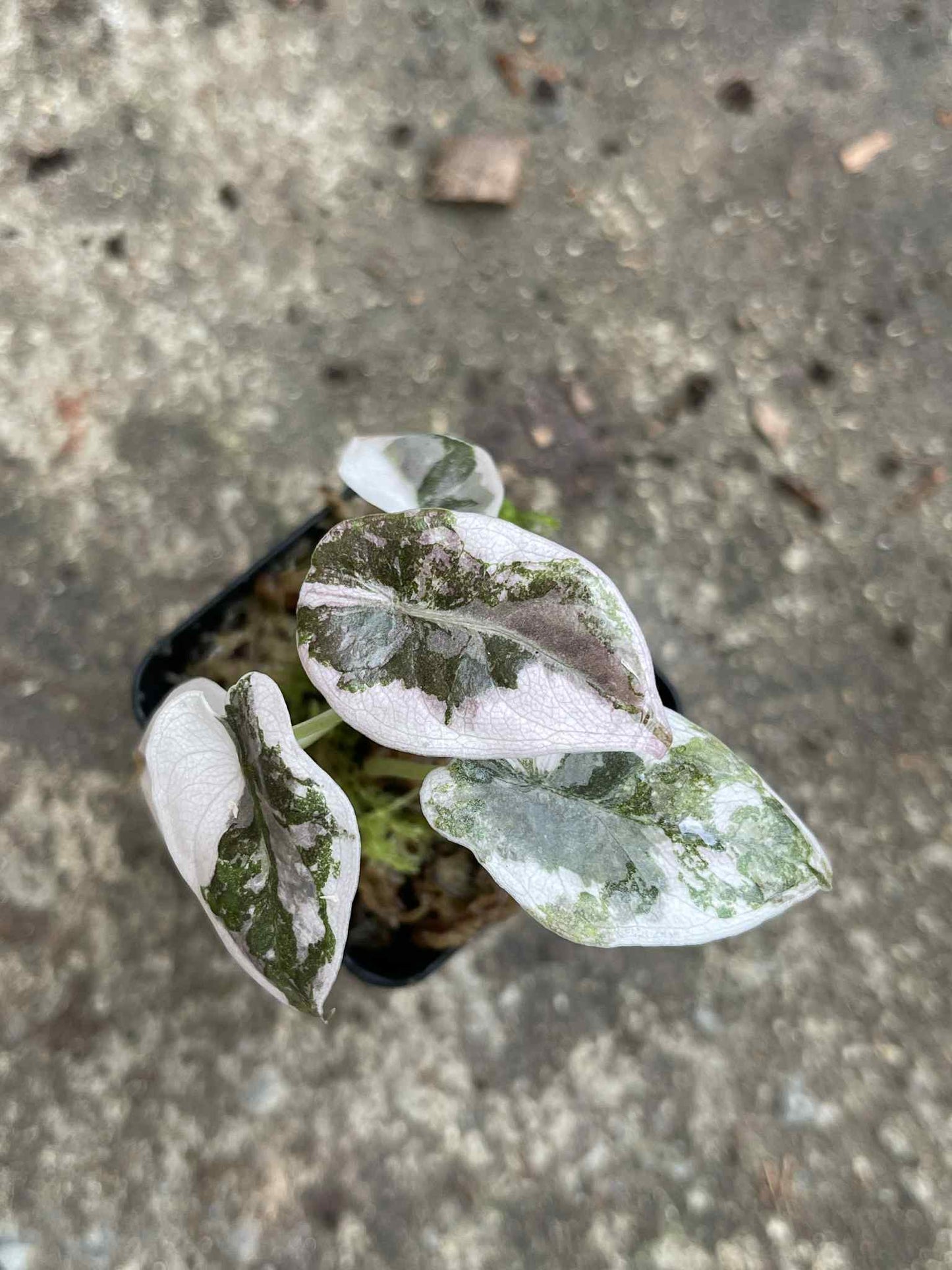 Alocasia Cuprea “Red Secret” Pink Variegated (Acclimated, 2-inch Pot)