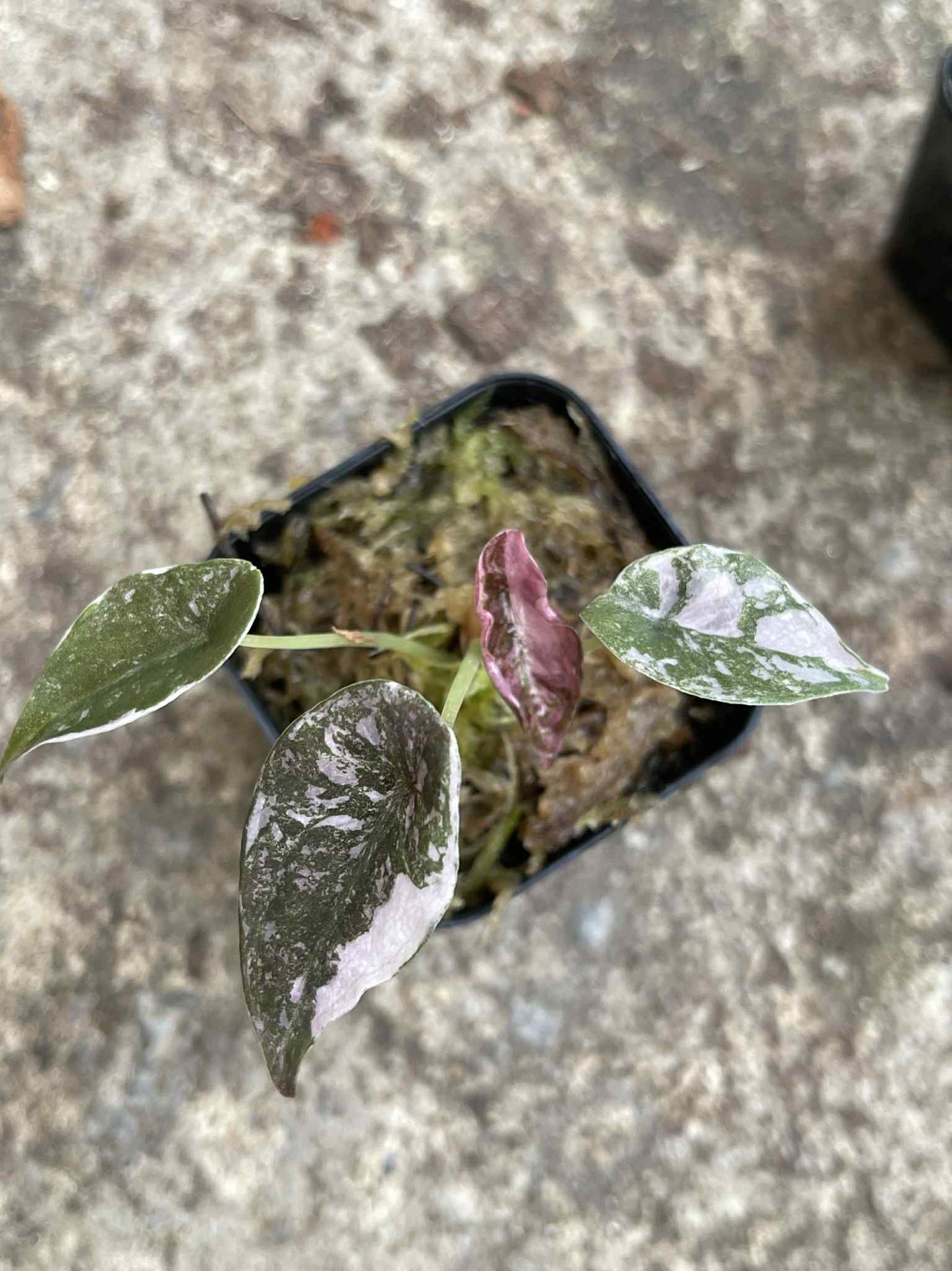 Alocasia Cuprea “Red Secret” Pink Variegated (Acclimated, 2-inch Pot)