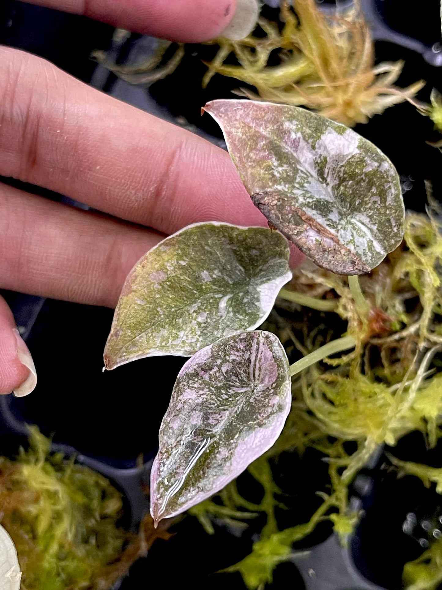 Alocasia Cuprea “Red Secret” Pink Variegated (Acclimated, 2-inch Pot)