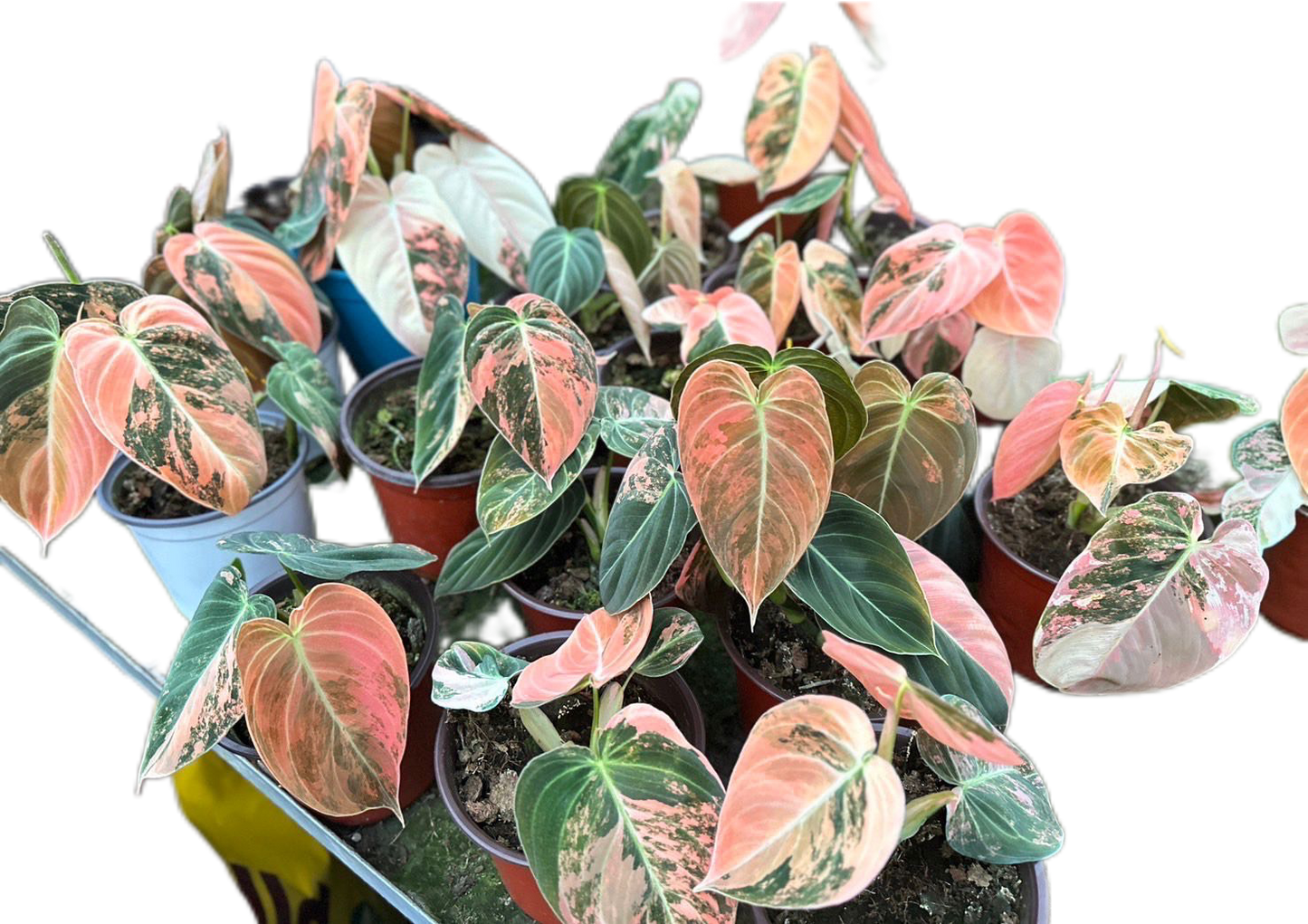 Philodendron Melanochrysum Orange Bonfire Variegated