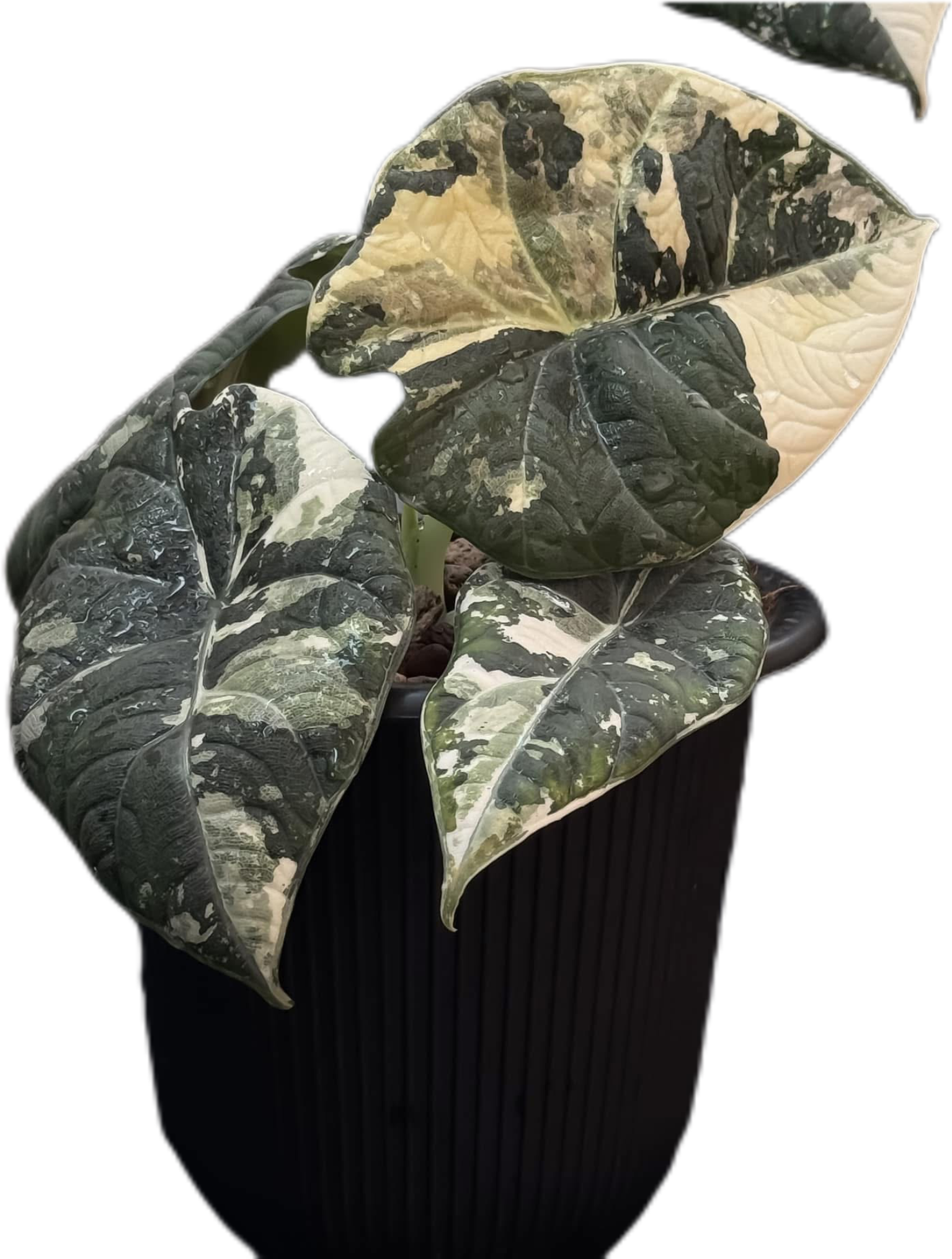 激安超特価 最大80%オフ  Variegated Albo Maharani Alocasia – Garden FloristaPearl その他観葉植物