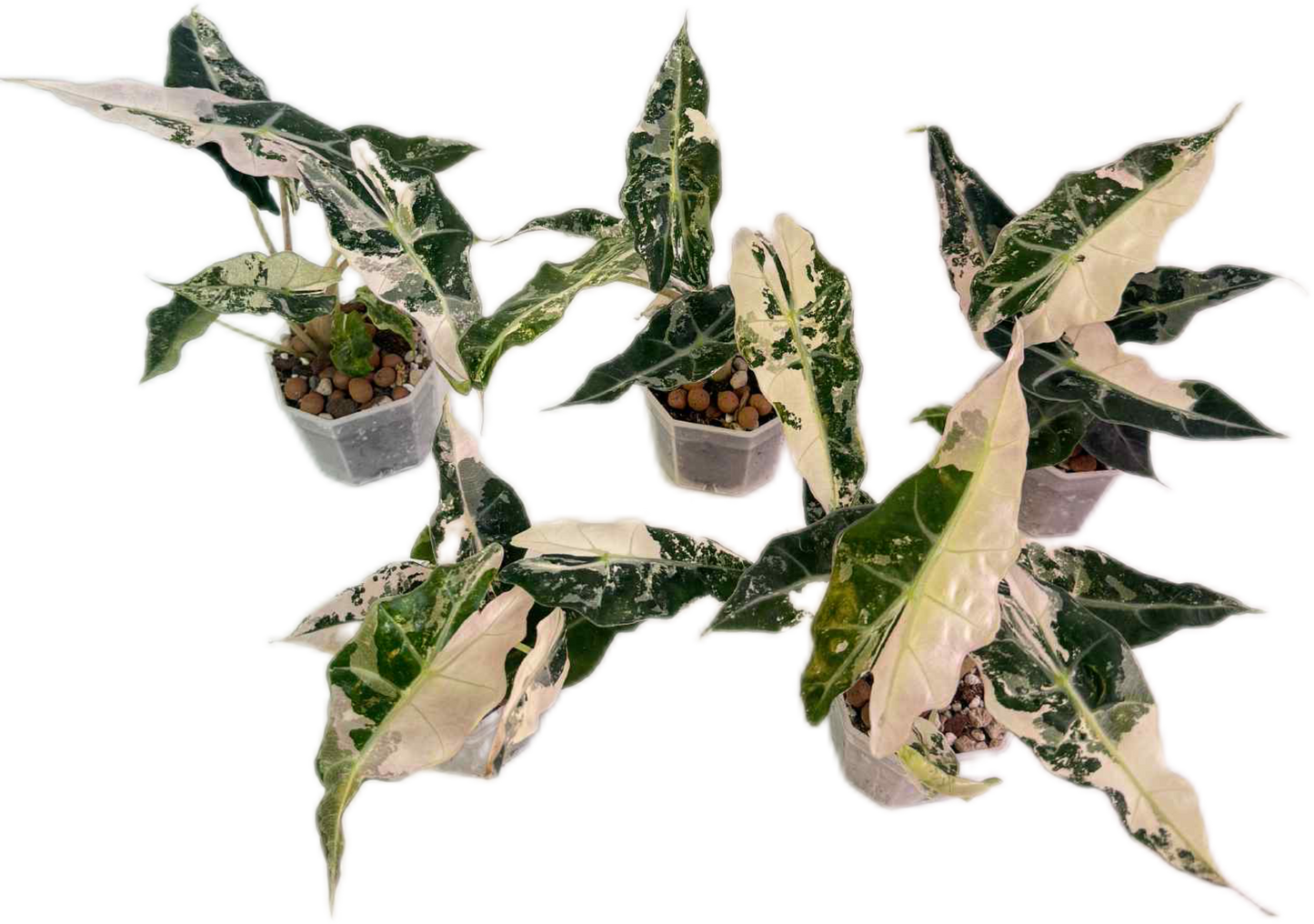 Alocasia Amazonica Polly Pink Variegated Wholesale Set of 3 Plants