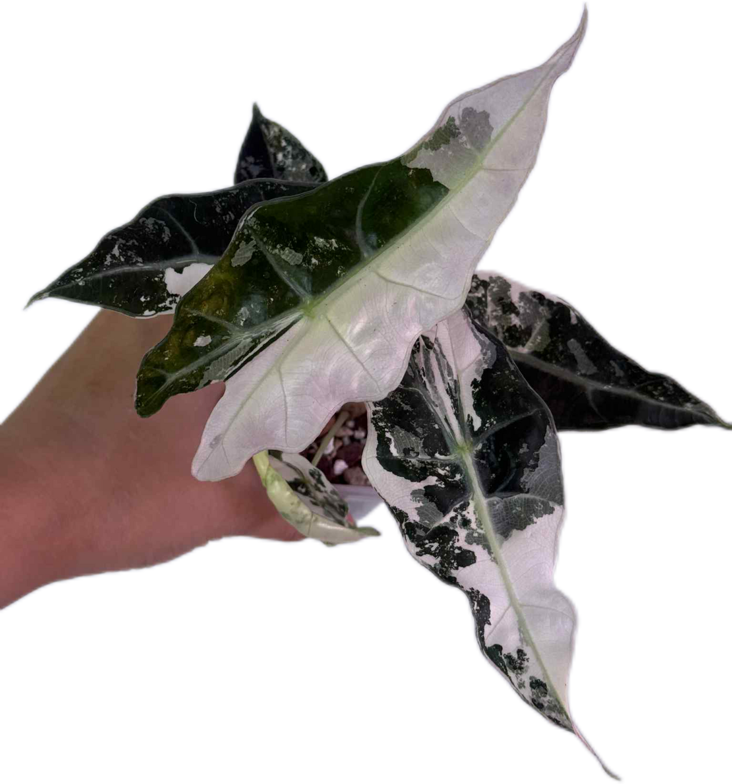 Alocasia Amazonica Polly Pink Variegated Wholesale Set of 3 Plants