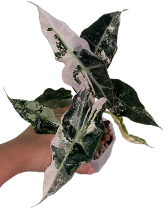 Alocasia Amazonica Polly Pink Variegated Wholesale Set of 3 Plants