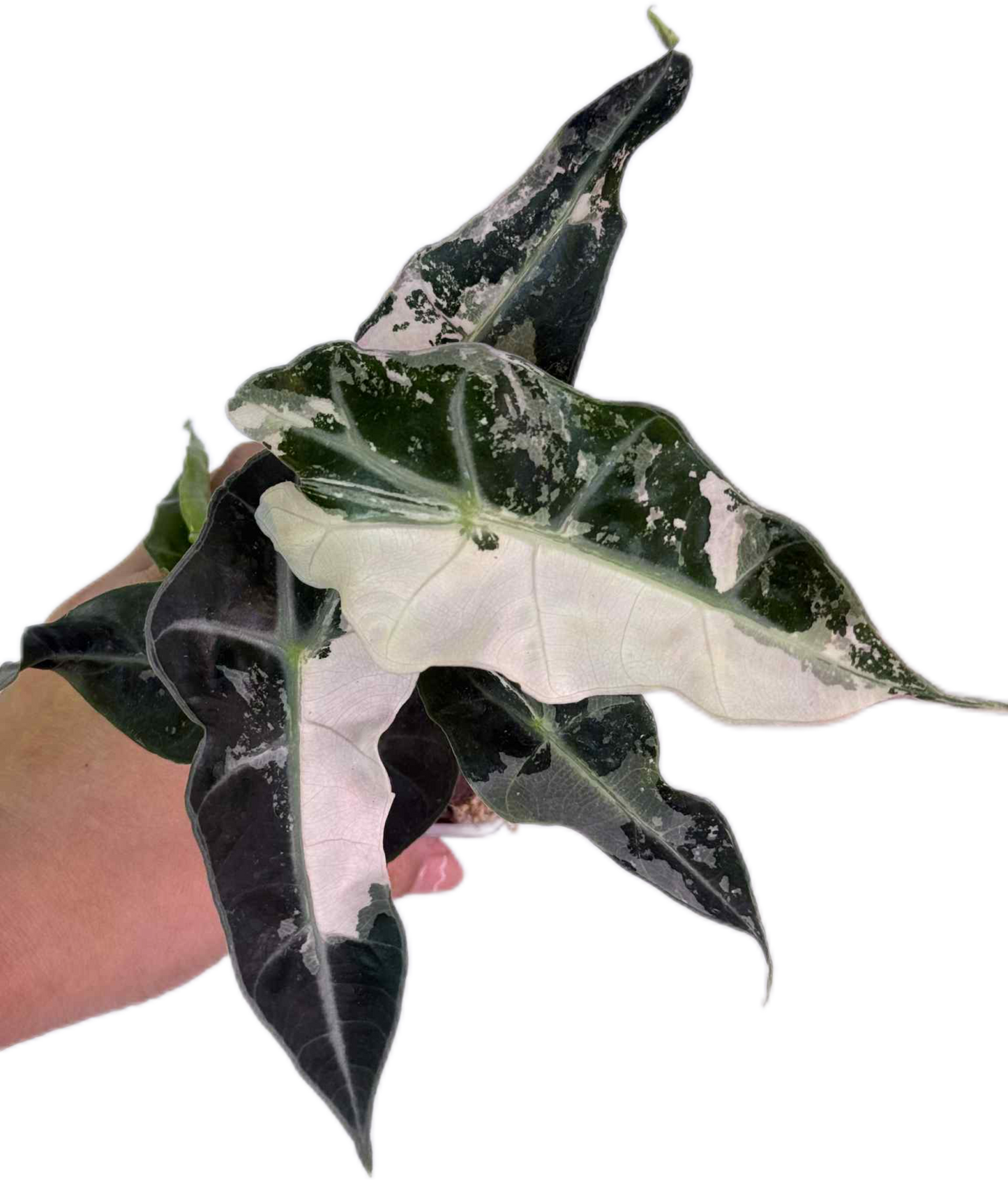 Alocasia Amazonica Polly Pink Variegated Wholesale Set of 3 Plants